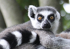 20090910 0610Aw [D~MS] Katta (Lemur catta), Zoo, Münster