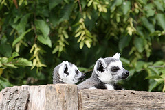 20090910 0611Aw [D~MS] Katta (Lemur catta), Zoo, Münster