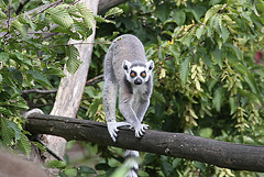 20090910 0612Aw [D~MS] Katta (Lemur catta), Zoo, Münster