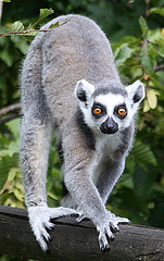 20090910 0613Aw [D~MS] Katta (Lemur catta), Zoo, Münster