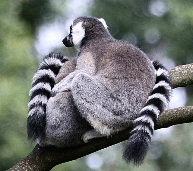 20090910 0614Aw [D~MS] Katta (Lemur catta), Zoo, Münster
