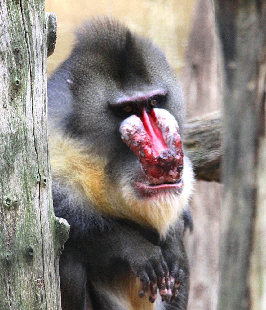 20090910 0615Aw [D~MS] Mandrill (Mandrillus sphinx), Zoo, Münster