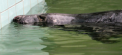 20090910 0630Aw [D~MS] Kegelrobbe (Halichoerus grypus), Zoo, Münster