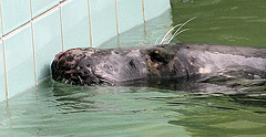 20090910 0631Aw [D~MS] Kegelrobbe (Halichoerus grypus), Zoo, Münster