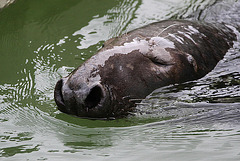 20090910 0632Aw [D~MS] Kegelrobbe (Halichoerus grypus), Zoo, Münster