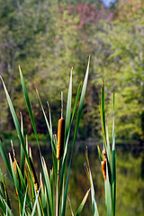 Cattails