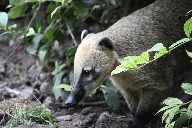 20090910 0720Aw [D~MS] Nasenbär (Nasua nasua), Zoo, Münster