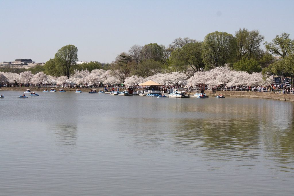 17.CherryBlossomFestival.TidalBasin.SW.WDC.1April2010