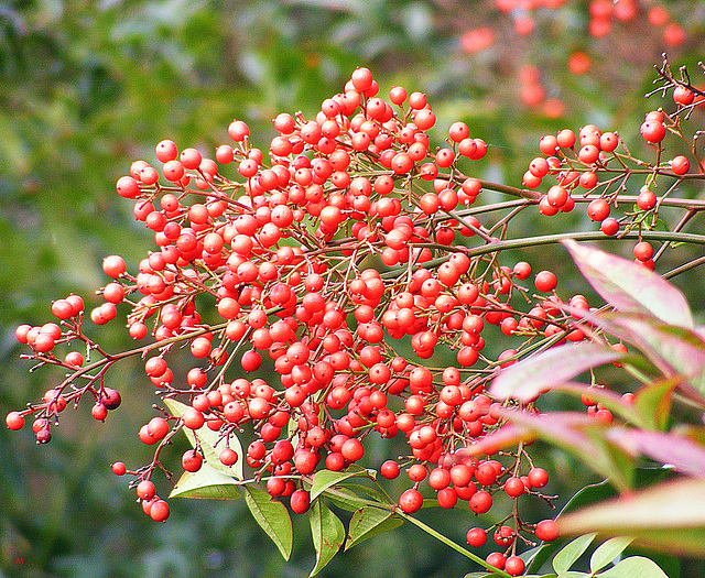 Red cluster