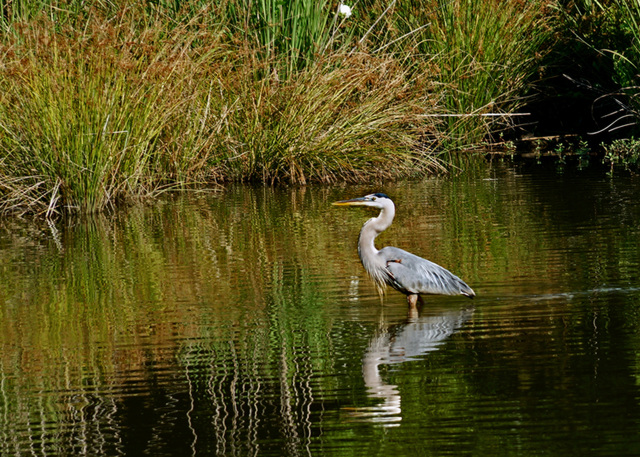 Great Blue Heron