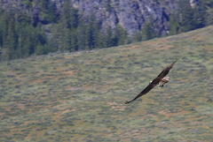 Osprey in Fight