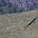 Osprey in Fight