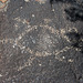 Three Rivers Petroglyphs (6001)