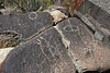 Three Rivers Petroglyphs (6018)