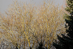 20100302 1481Aw [D~LIP] Baum, Abendsonne, Bad Salzuflen