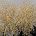 20100302 1481Aw [D~LIP] Baum, Abendsonne, Bad Salzuflen