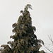 20100302 1482Aw [D~LIP] Baum, Abendsonne, Bad Salzuflen