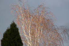 20100302 1483Aw [D~LIP] Baum, Abendsonne, Bad Salzuflen