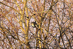 20100302 1484Aw [D~LIP] Ringeltaube, Bad Salzuflen