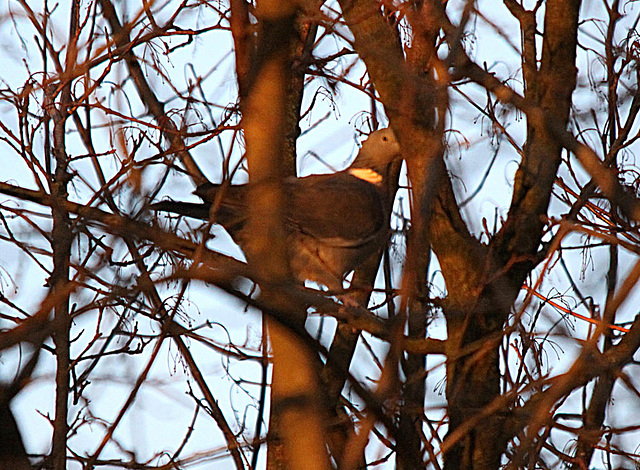 20100302 1489Tw [D~LIP] Ringeltaube, Bad Salzuflen