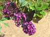 20090716 4564DSCw [D~LIP] Tagpfauenauge (Inachis io), Schmetterlingsstrauch (Buddleja davidii 'Royal Red'), Bad Sallzuflen