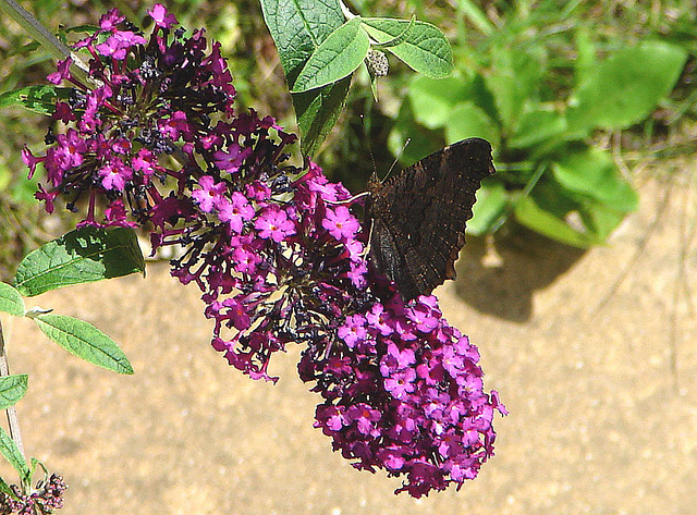 20090716 4564DSCw [D~LIP] Tagpfauenauge (Inachis io), Schmetterlingsstrauch (Buddleja davidii 'Royal Red'), Bad Sallzuflen