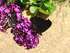 20090716 4574DSCw [D~LIP] Tagpfauenauge (Inachis io), Schmetterlingsstrauch (Buddleja davidii 'Royal Red'), Bad Sallzuflen