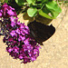 20090716 4574DSCw [D~LIP] Tagpfauenauge (Inachis io), Schmetterlingsstrauch (Buddleja davidii 'Royal Red'), Bad Sallzuflen