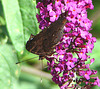 20090716 4589DSCw [D~LIP] Tagpfauenauge (Inachis io), Schmetterlingsstrauch (Buddleja davidii 'Royal Red'), Bad Sallzuflen