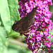 20090716 4589DSCw [D~LIP] Tagpfauenauge (Inachis io), Schmetterlingsstrauch (Buddleja davidii 'Royal Red'), Bad Sallzuflen