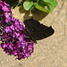 20090716 4573DSCw [D~LIP] Tagpfauenauge (Inachis io), Schmetterlingsstrauch (Buddleja davidii 'Royal Red'), Bad Sallzuflen