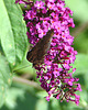 20090716 4588DSCw [D~LIP] Tagpfauenauge (Inachis io), Schmetterlingsstrauch (Buddleja davidii 'Royal Red'), Bad Sallzuflen