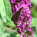 20090716 4588DSCw [D~LIP] Tagpfauenauge (Inachis io), Schmetterlingsstrauch (Buddleja davidii 'Royal Red'), Bad Sallzuflen