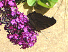 20090716 4572DSCw [D~LIP] Tagpfauenauge (Inachis io), Schmetterlingsstrauch (Buddleja davidii 'Royal Red'), Bad Sallzuflen