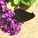 20090716 4572DSCw [D~LIP] Tagpfauenauge (Inachis io), Schmetterlingsstrauch (Buddleja davidii 'Royal Red'), Bad Sallzuflen