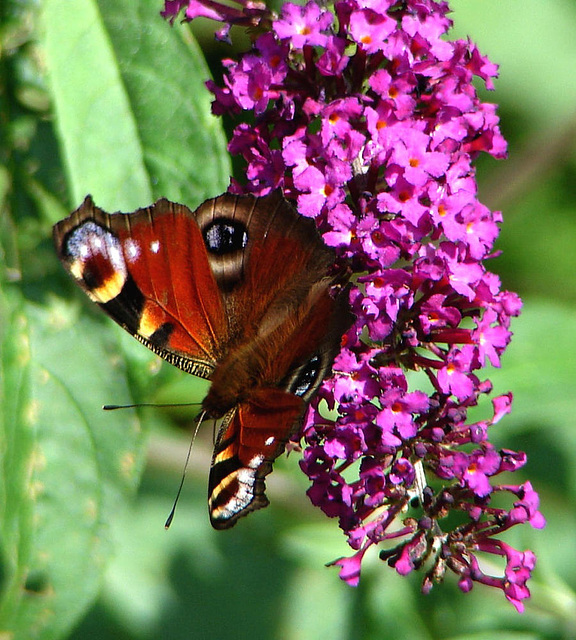 20090716 4590DSCw [D~LIP] Tagpfauenauge (Vanessa io), Schmetterlingsstrauch (Buddleja davidii 'Royal Red'), Bad Salzuflen