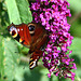 20090716 4590DSCw [D~LIP] Tagpfauenauge (Vanessa io), Schmetterlingsstrauch (Buddleja davidii 'Royal Red'), Bad Salzuflen
