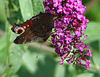 20090716 4593DSCw [D~LIP] Tagpfauenauge (Vanessa io), Schmetterlingsstrauch (Buddleja davidii 'Royal Red'), Bad Salzuflen