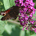 20090716 4593DSCw [D~LIP] Tagpfauenauge (Vanessa io), Schmetterlingsstrauch (Buddleja davidii 'Royal Red'), Bad Salzuflen