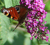 20090716 4591DSCw [D~LIP] Tagpfauenauge (Vanessa io), Schmetterlingsstrauch (Buddleja davidii 'Royal Red'), Bad Salzuflen