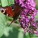 20090716 4591DSCw [D~LIP] Tagpfauenauge (Vanessa io), Schmetterlingsstrauch (Buddleja davidii 'Royal Red'), Bad Salzuflen