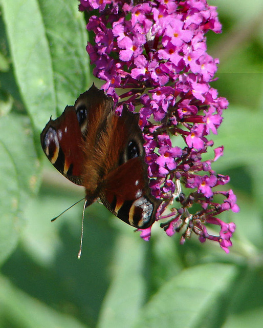 20090716 4595DSCw Tagpfauenauge (Vanessa io), Schmetterlingsstrauch (Buddleja davidii 'Royal Red')