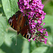 20090716 4595DSCw Tagpfauenauge (Vanessa io), Schmetterlingsstrauch (Buddleja davidii 'Royal Red')