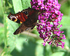 20090716 4592DSCw [D~LIP] Tagpfauenauge (Vanessa io), Schmetterlingsstrauch (Buddleja davidii 'Royal Red'), Bad Salzuflen