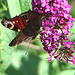 20090716 4592DSCw [D~LIP] Tagpfauenauge (Vanessa io), Schmetterlingsstrauch (Buddleja davidii 'Royal Red'), Bad Salzuflen
