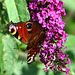 20090716 4590DSCw [D~LIP] Tagpfauenauge (Inachis io), Schmetterlingsstrauch (Buddleja davidii 'Royal Red'), Bad Sallzuflen