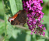 20090716 4594DSCw [D~LIP] Tagpfauenauge (Vanessa io), Schmetterlingsstrauch (Buddleja davidii 'Royal Red'), Bad Salzuflen