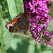 20090716 4594DSCw [D~LIP] Tagpfauenauge (Vanessa io), Schmetterlingsstrauch (Buddleja davidii 'Royal Red'), Bad Salzuflen