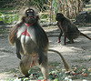 20090827 0395Aw [D~ST] Blutbrustpavian (Theropithecus gelada), [Dschelada], Zoo Rheine