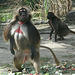 20090827 0395Aw [D~ST] Blutbrustpavian (Theropithecus gelada), [Dschelada], Zoo Rheine